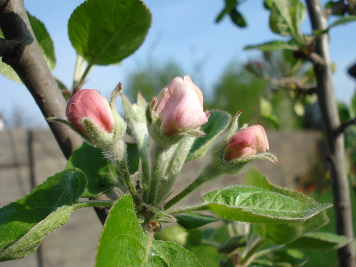 Apple Blossom_Flori mar (2010, April 13) - Apple Tree_Mar Summer Red