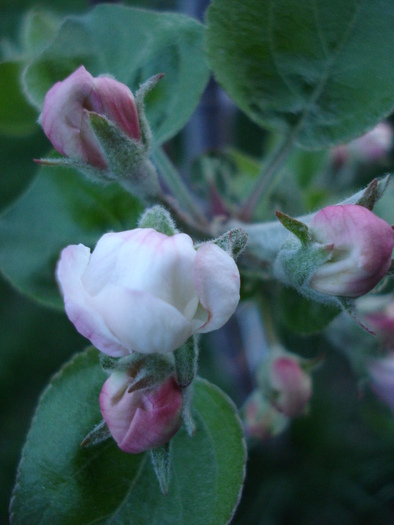 Apple Blossom_Flori mar (2010, April 13)