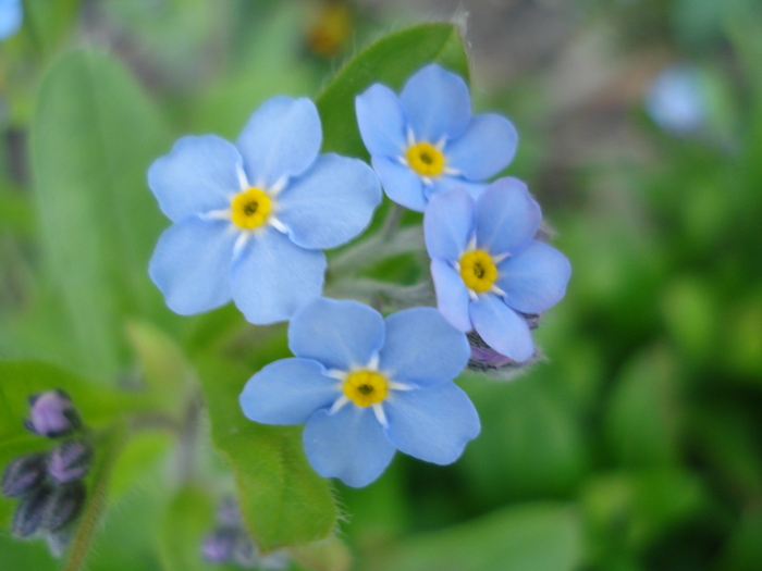 Myosotis alpestris (2010, April 14) - MYOSOTIS Alpestris