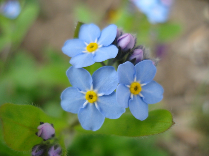 Myosotis alpestris (2010, April 15) - MYOSOTIS Alpestris