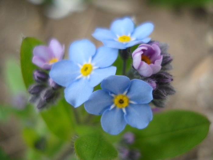 Myosotis alpestris (2010, April 15) - MYOSOTIS Alpestris