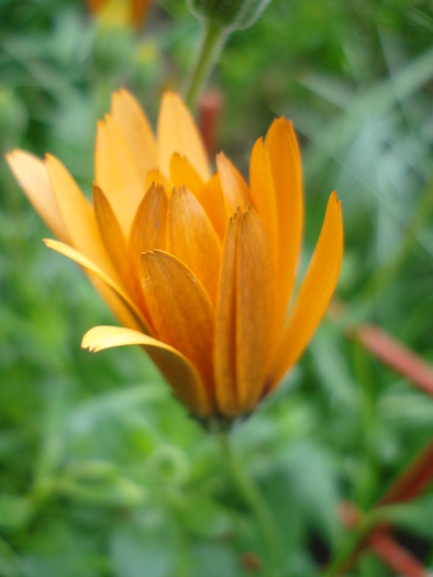 Daisy Orange Dream (2010, April 15)