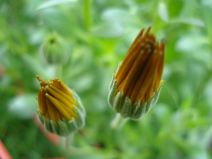 Daisy Orange Dream (2010, April 15) - Osteo Orange Dream