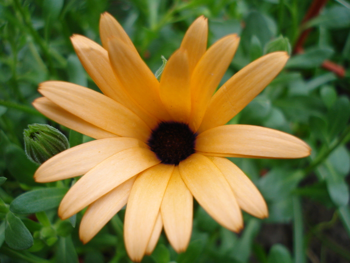 Daisy Orange Dream (2010, April 15)