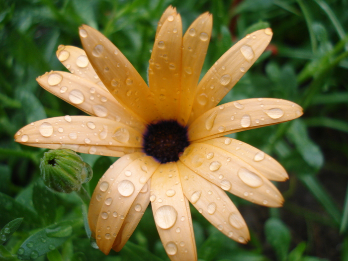 Daisy Orange Dream (2010, April 15)