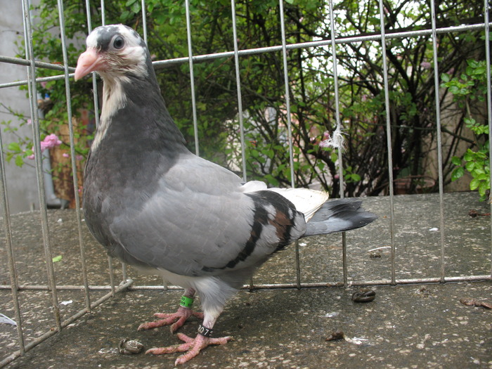 29a (2)