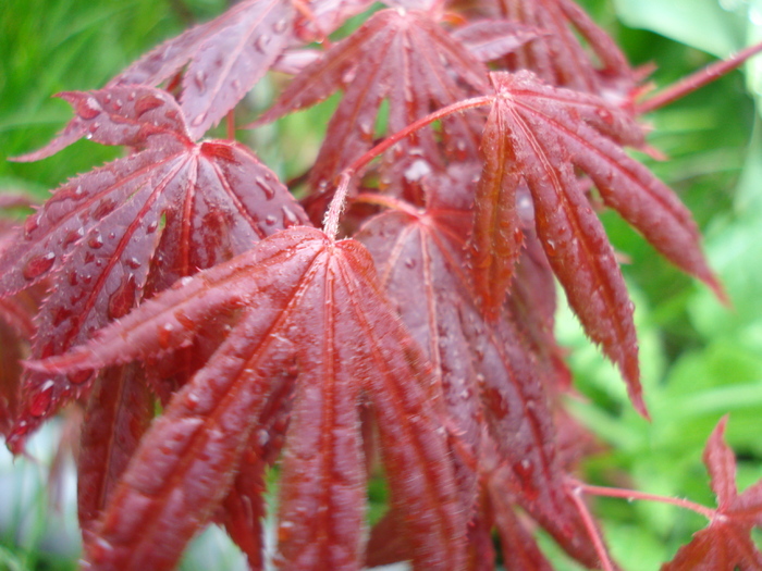 Acer palmatum Bloodgood (2010, Apr.15)