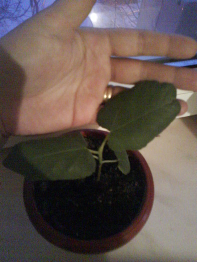 Smochin - Ficus carica - Smochin