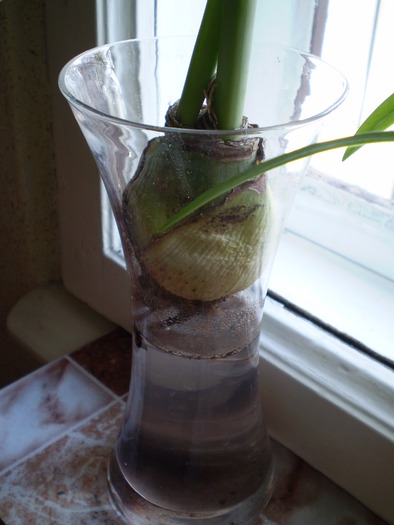 Lemon Lime la a doua inflorire