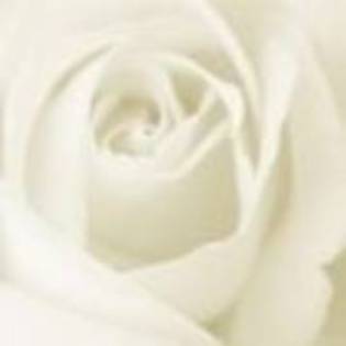 trandafir alb - concurs 9