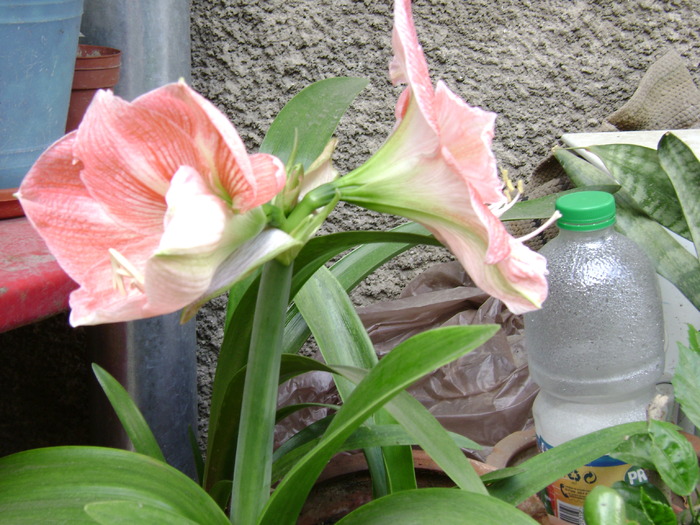 DSC02050 - florile mele