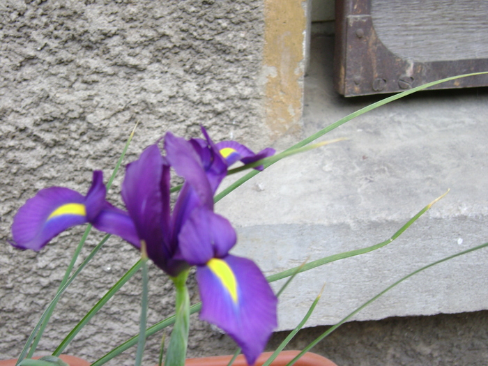 DSC02051 - florile mele