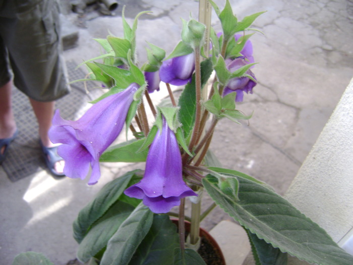 DSC02081 - florile mele