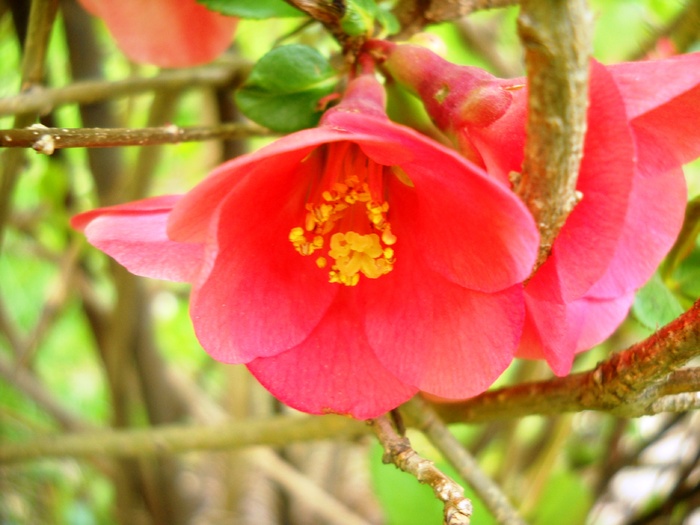 Picture 103 - flori dragutze 2010