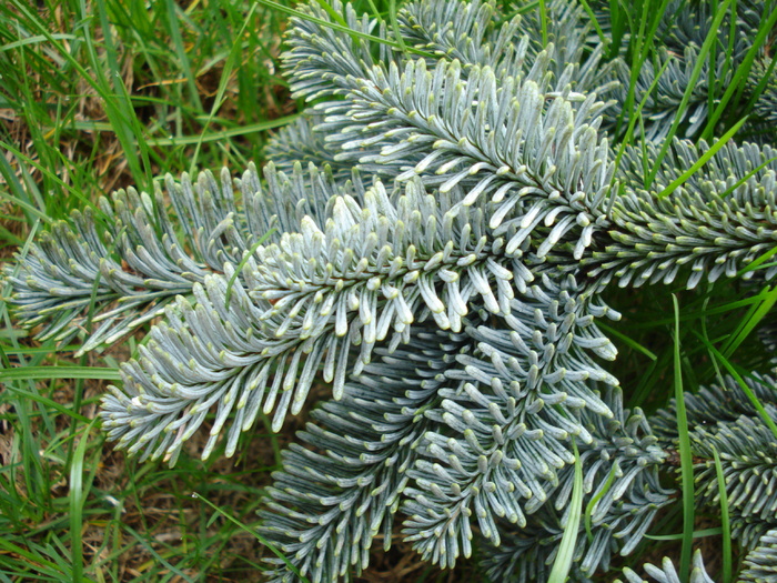 Abies procera Glauca (2010, April 15) - Abies procera Glauca