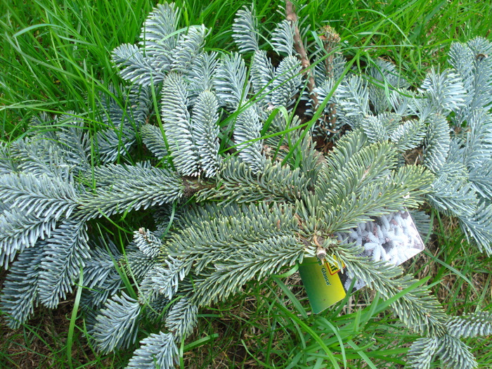 Abies procera Glauca (2010, April 15) - Abies procera Glauca