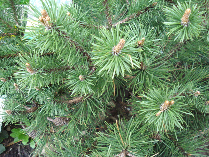 Pinus mugo Laurin (2010, April 15) - Pinus mugo Laurin