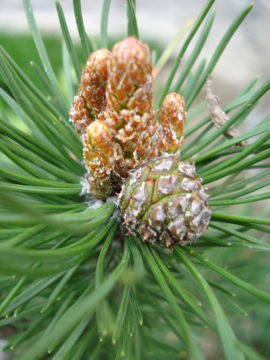 Mountain Pine Laurin (2010, April 15) - Pinus mugo Laurin