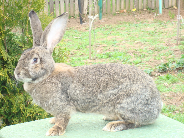 DSC00885; f2ani-9,5kg
