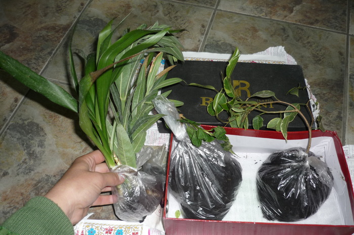 plantutele primite de la Dna Merticariu in 15 aprilie (clematita)