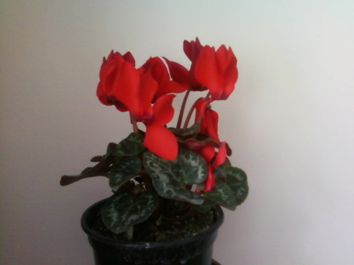 Fotografii-0003 - CYCLAMEN