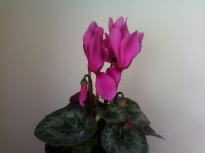 Fotografii-0005 - CYCLAMEN