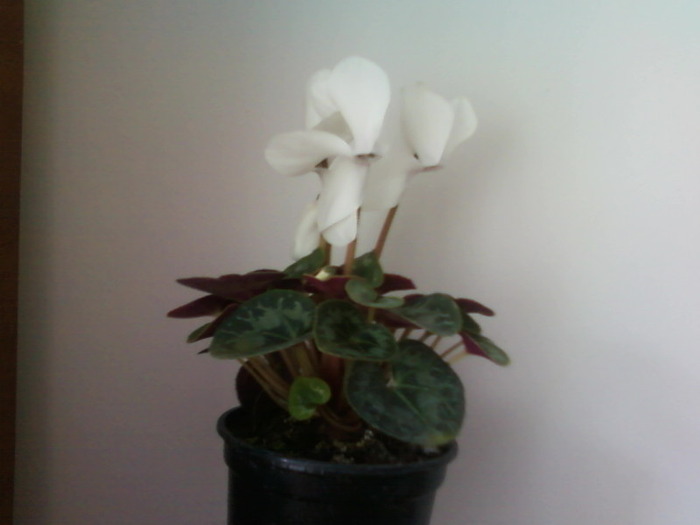 Fotografii-0006 - CYCLAMEN