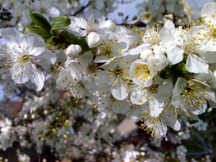 corcodus inflorit - flori de gradina