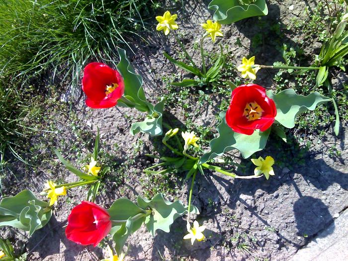 lalele - flori de gradina