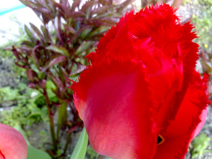 lalea batuta - flori de gradina