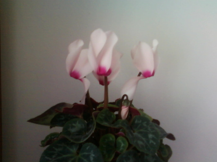 Fotografii-0007 - CYCLAMEN