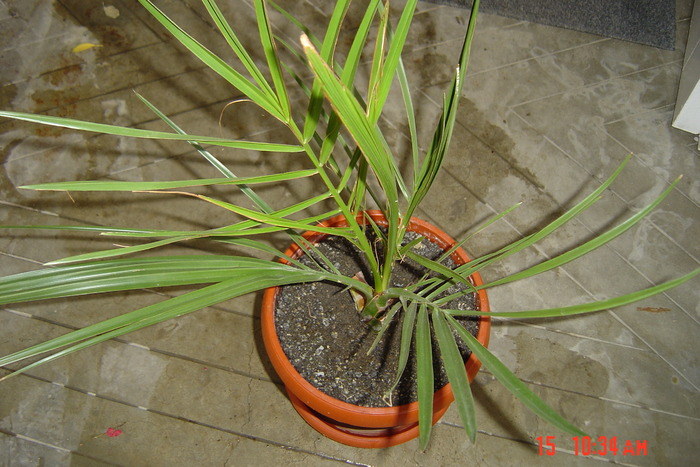 palmier curmal - flori de camera 2010