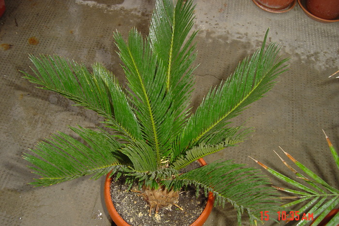 palmier cycas - flori de camera 2010