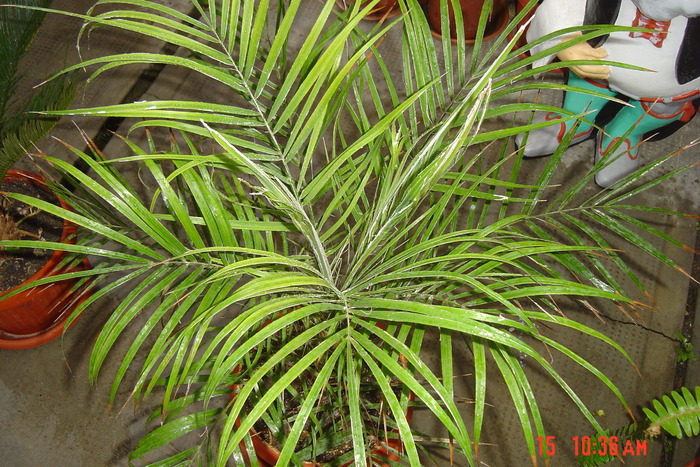palmier phonix - flori de camera 2010