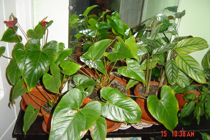 anthurium - flori de camera 2010