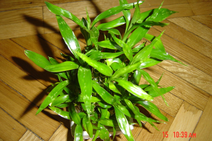 aranjament de bambus - flori de camera 2010
