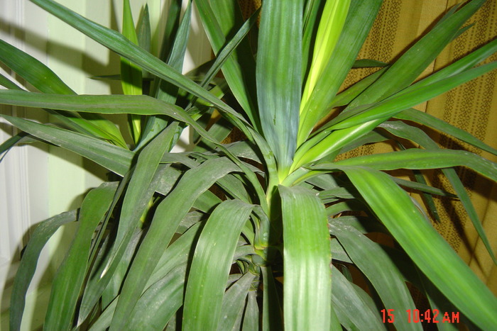 yucca - flori de camera 2010