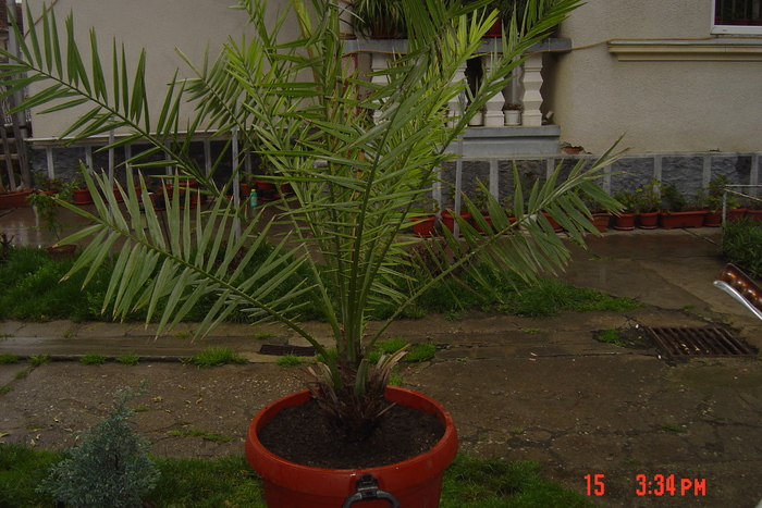 palmierul curmal