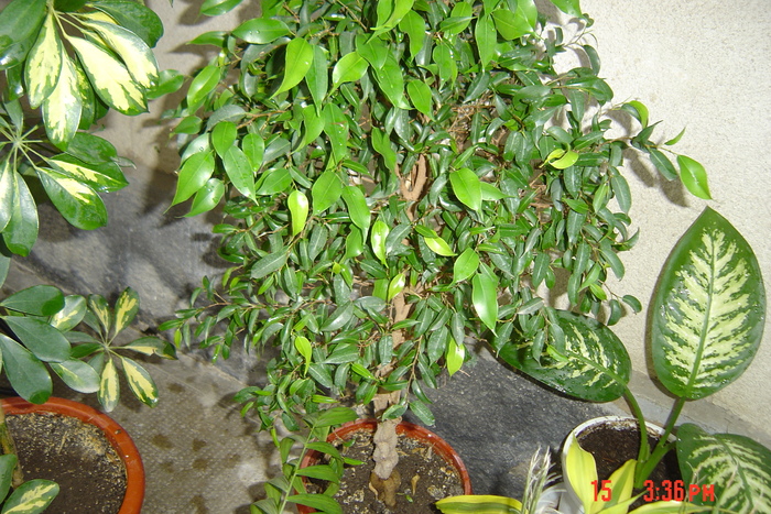 ficus elastica; are trunchiul impletit
