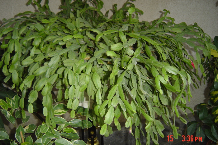 craciunita