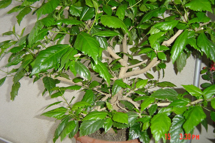 hibiscus rosu