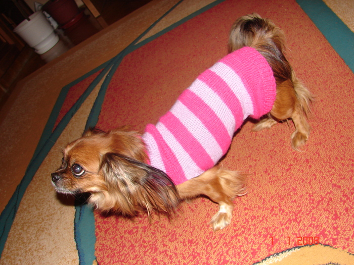 DSC05299; Funny dog :P
