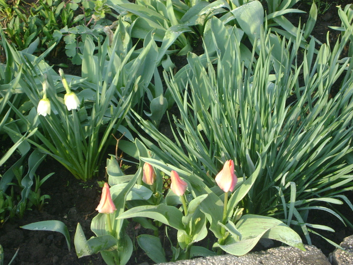 lalele - florile mele -2010