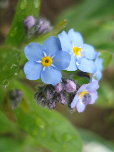 Myosotis alpestris (2010, April 15) - MYOSOTIS Alpestris