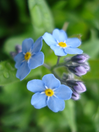 Myosotis alpestris (2010, April 15) - MYOSOTIS Alpestris