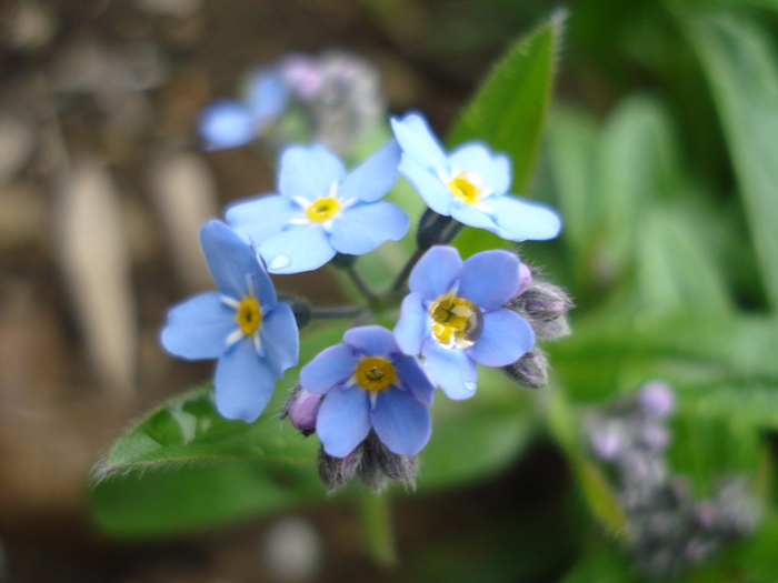 Myosotis alpestris (2010, April 15) - MYOSOTIS Alpestris