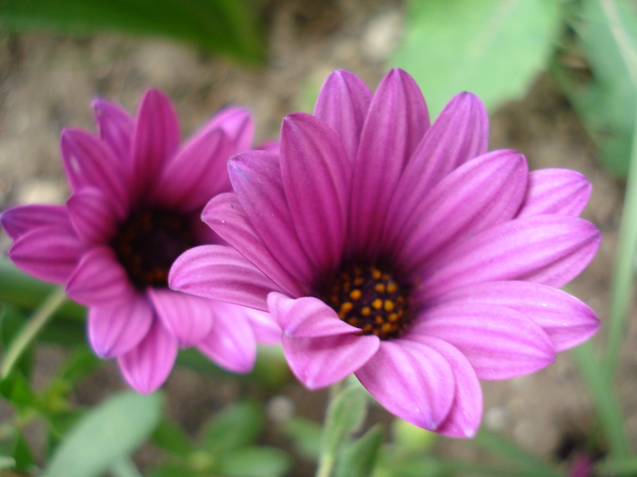 African Daisy Astra Violet (2010, Apr.15)