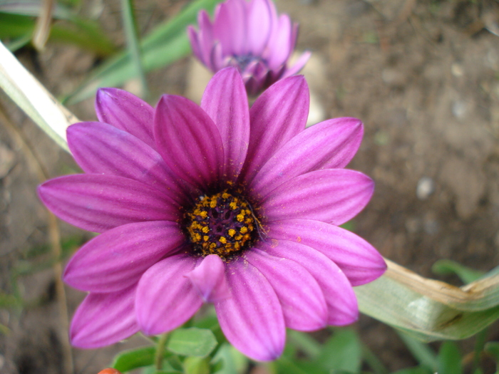 African Daisy Astra Violet (2010, Apr.15) - Osteo Astra Violet