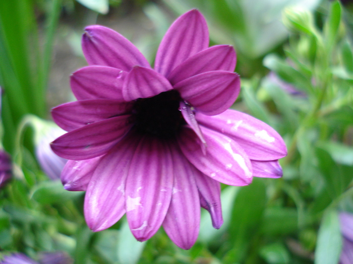 African Daisy Astra Violet (2010, Apr.15)