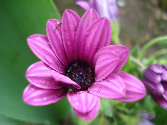 African Daisy Astra Violet (2010, Apr.15)